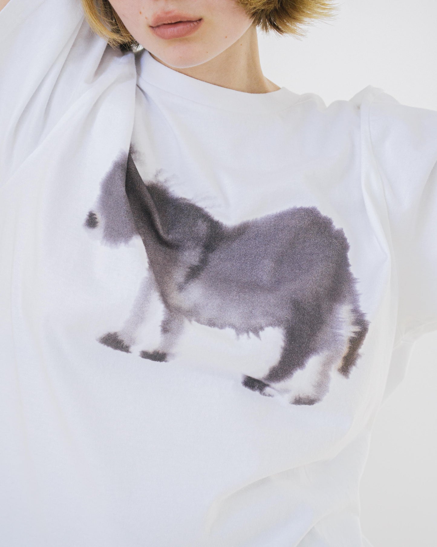 Donkey