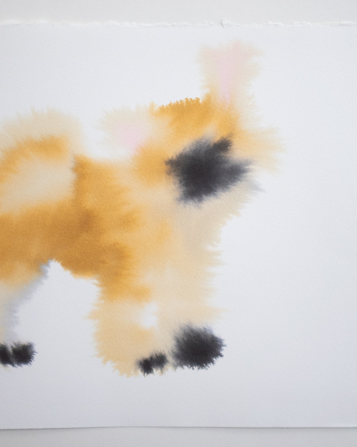 Akita