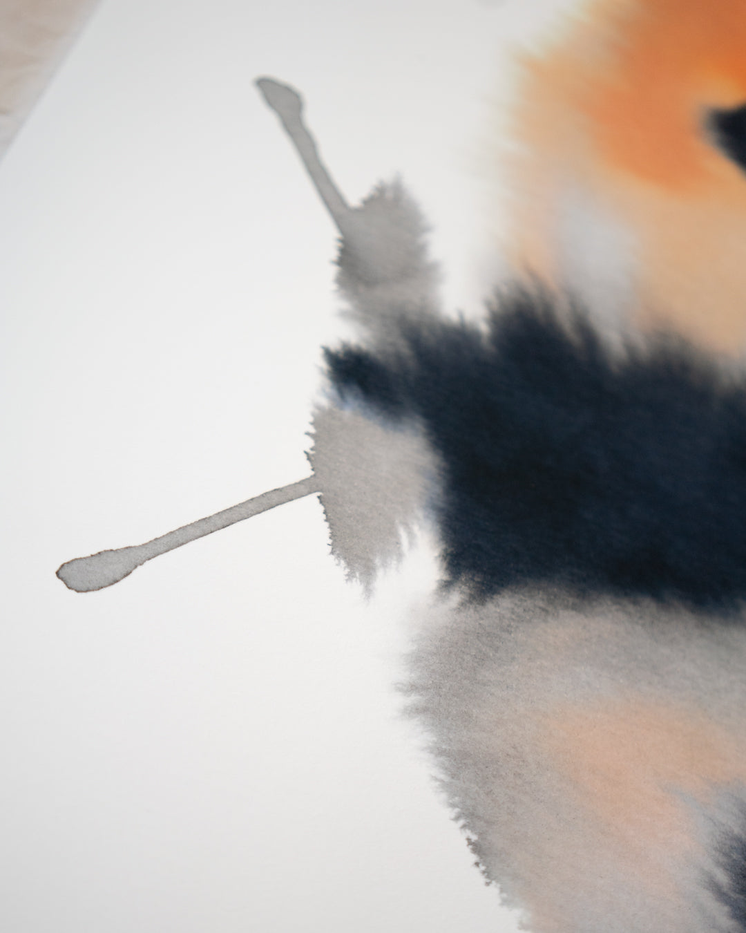Orange Tip 1