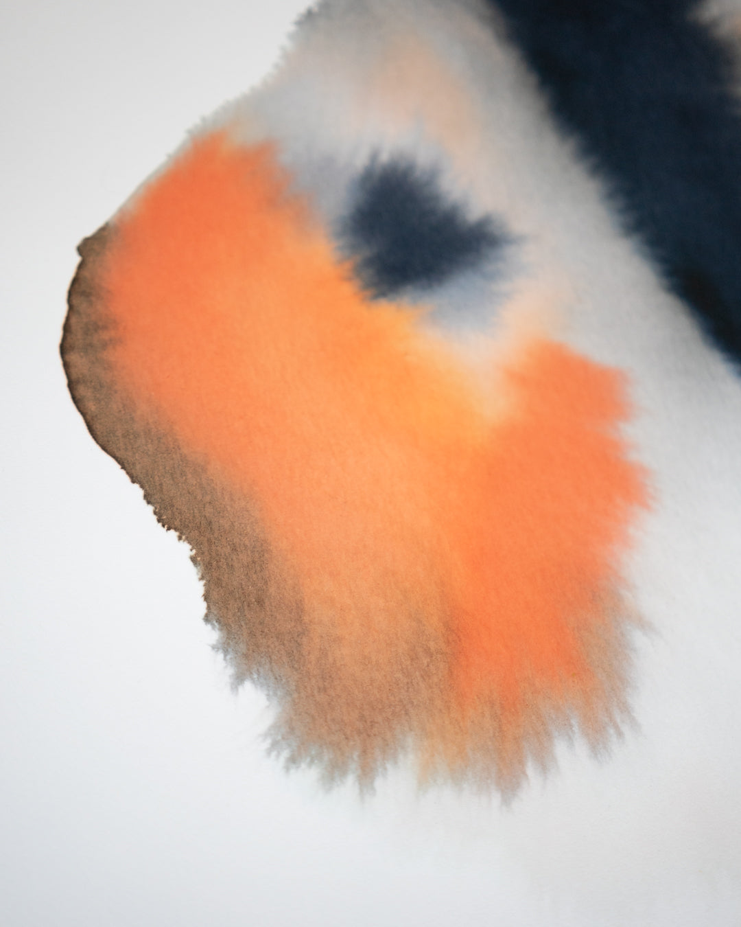 Orange Tip 1