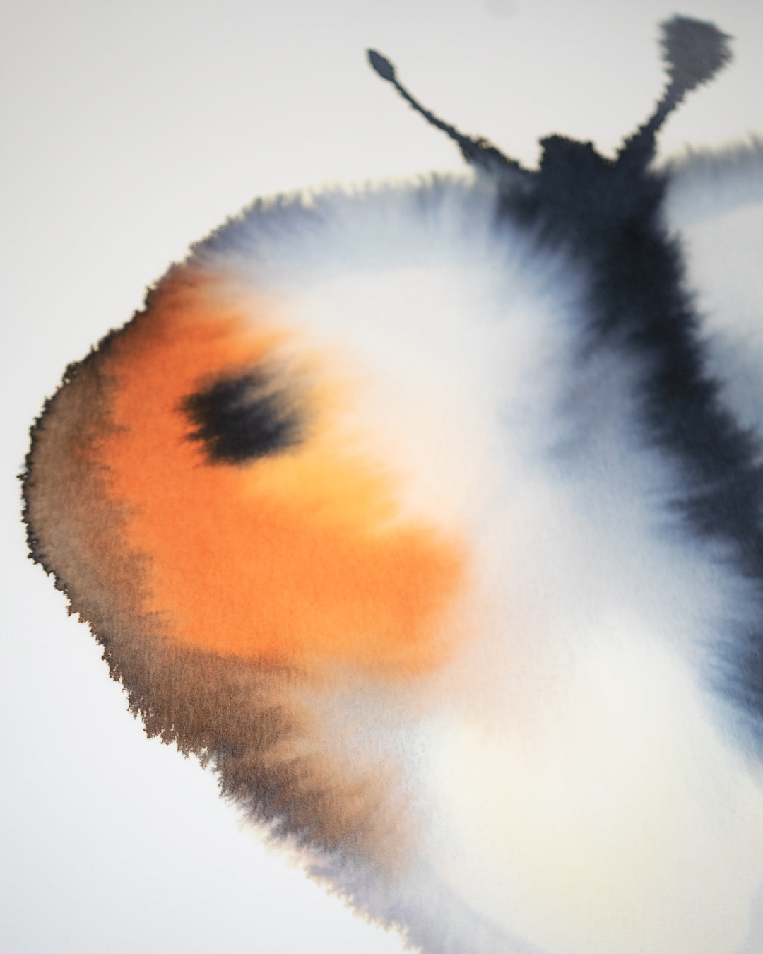 Orange Tip 2