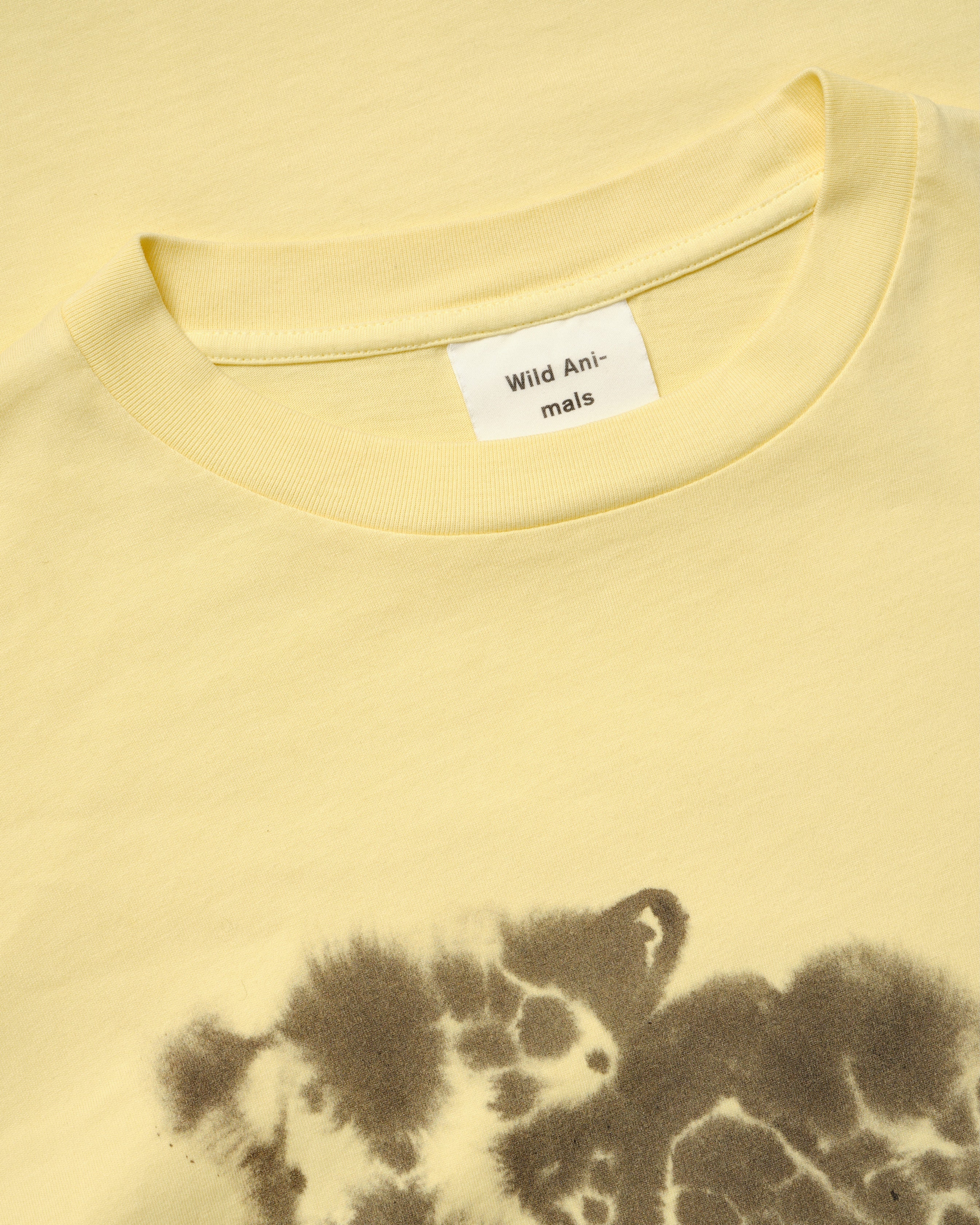 Cheetah – Wild Animals