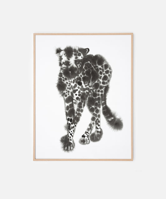Cheetah