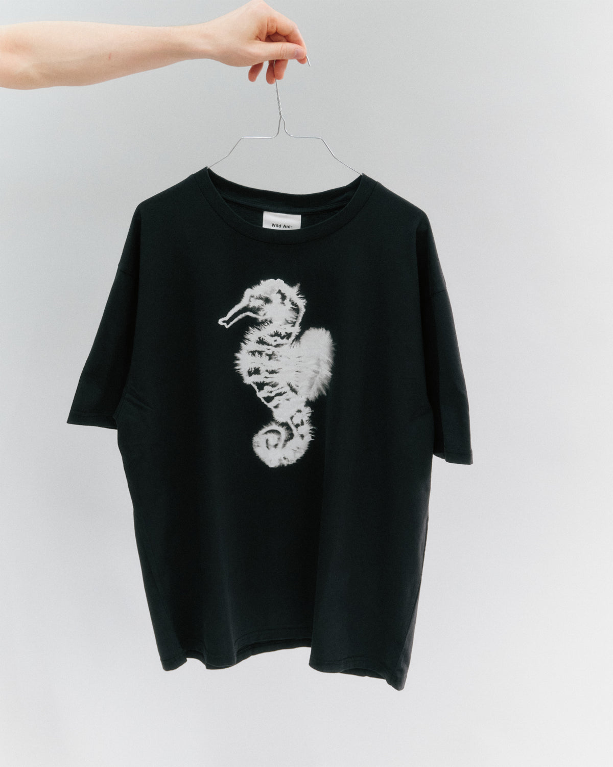 Seahorse