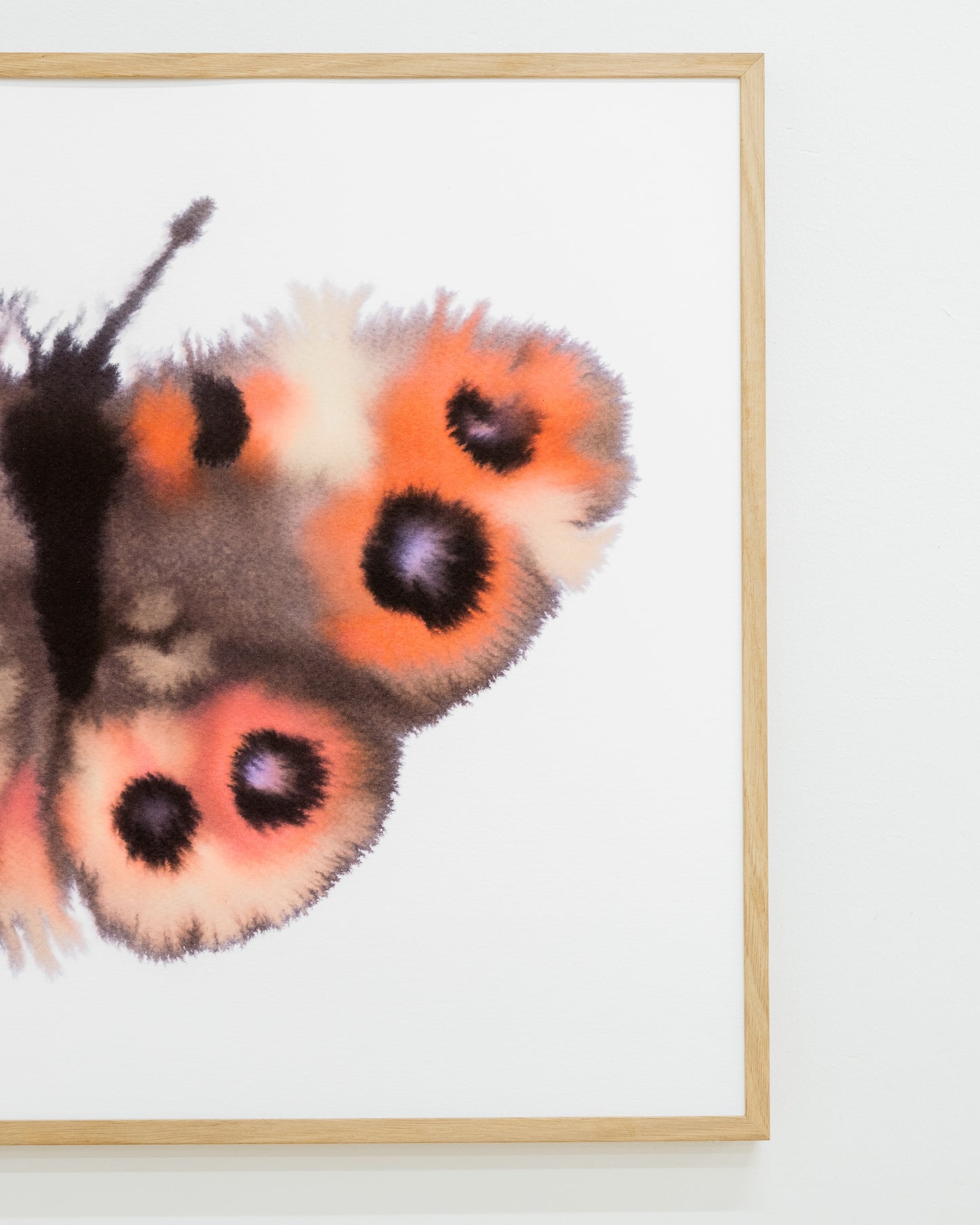 Meadow Argus
