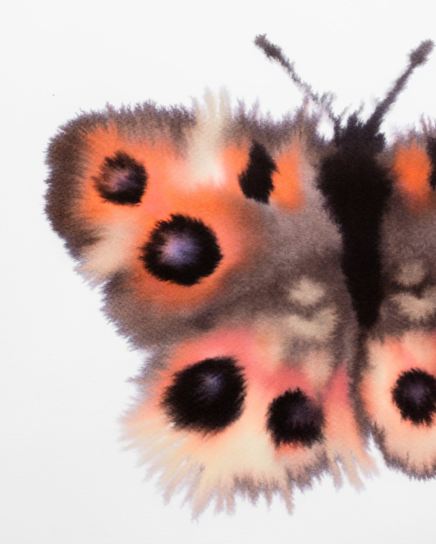 Meadow Argus