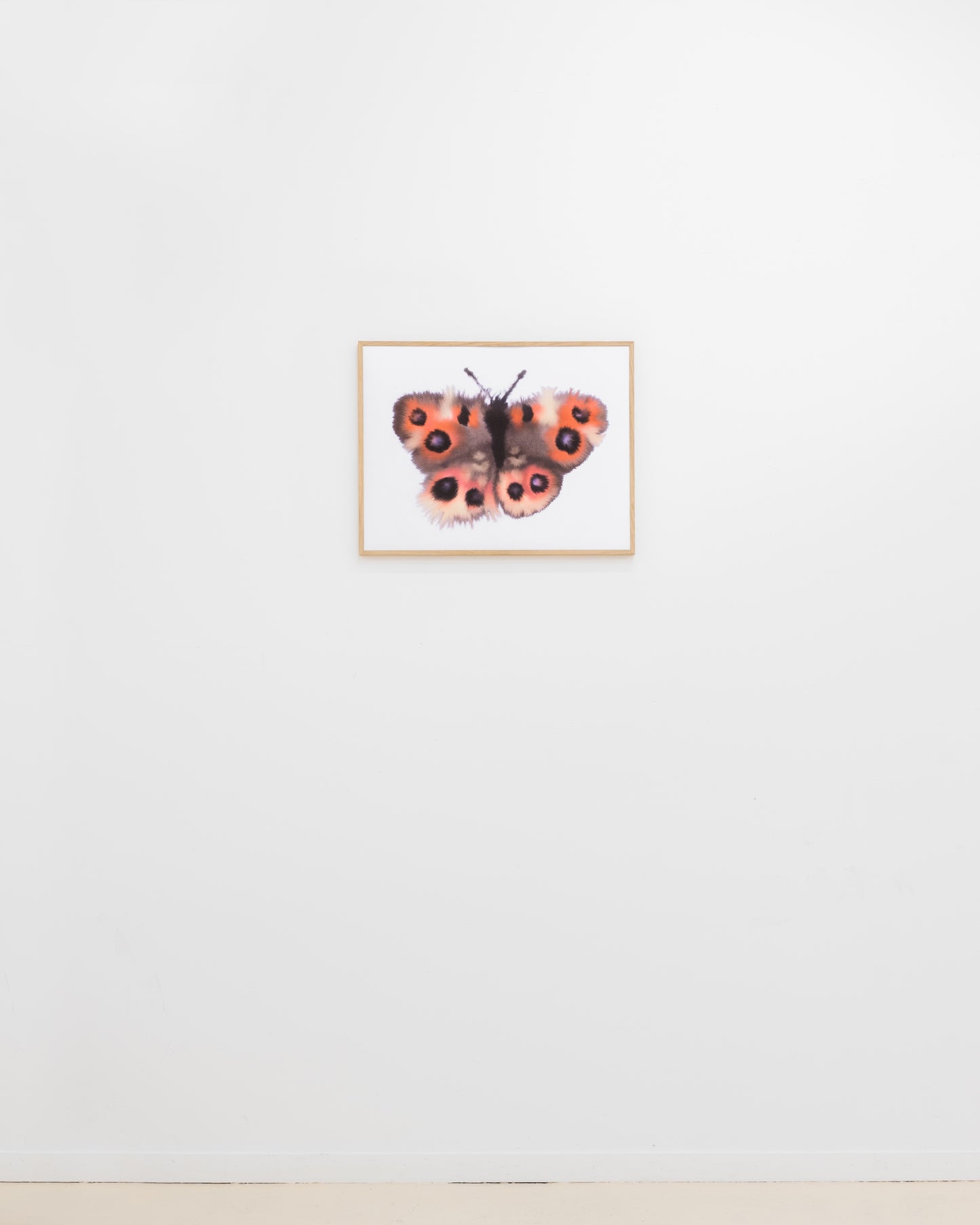 Meadow Argus