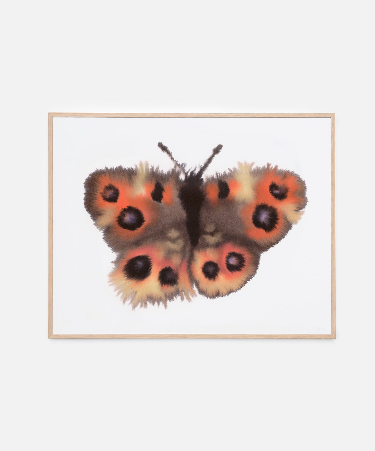 Meadow Argus